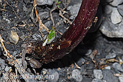 F183324: Alpen-Pestwurz (Petasites paradoxus)