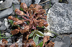 F183325: Alpen-Pestwurz (Petasites paradoxus)