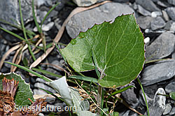F183326: Alpen-Pestwurz (Petasites paradoxus)