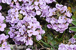 F183331: Kriechendes Täschelkraut (Thlaspi rotundifolium)
