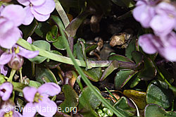 F183332: Kriechendes Täschelkraut (Thlaspi rotundifolium)