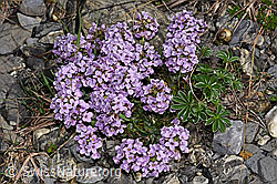 F183333: Kriechendes Täschelkraut (Thlaspi rotundifolium)