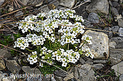 Pritzelago alpina (F183336)