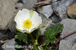 Alpen-Hahnenfuss (Ranunculus alpestris) (F183343)