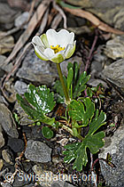 Alpen-Hahnenfuss (Ranunculus alpestris) (F183346)