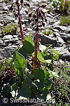 Petasites paradoxus (06.2021, F183349)