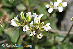 Arabis alpina (F183350)