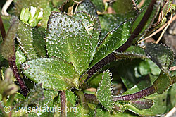 Arabis alpina (F183352)