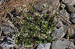 Arabis alpina (F183355)