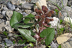 Petasites paradoxus (F183363)