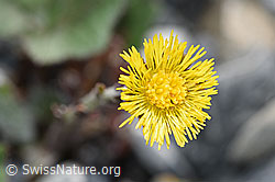Tussilago farfara (06.2021, F183366)