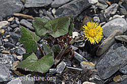 Tussilago farfara (06.2021, F183370)