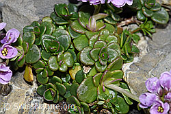F183377: Kriechendes Täschelkraut (Thlaspi rotundifolium)