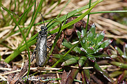 Dolerus nitens (06.2021, F183385)
