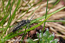 Foto: Schwarze Getreideblattwespe (Dolerus nitens)