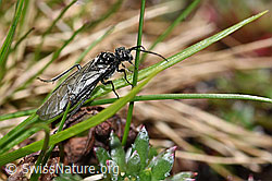 Dolerus nitens (06.2021, F183387)