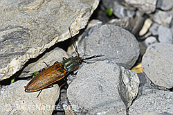 Ctenicera virens (06.2021, F183394)