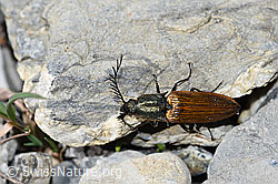 Ctenicera virens (F183396)