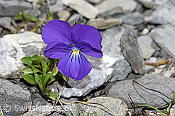 F183413: Langsporniges Stiefmütterchen (Viola calcarata)