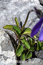 F183414: Langsporniges Stiefmütterchen (Viola calcarata)