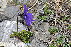 F183415: Langsporniges Stiefmütterchen (Viola calcarata)