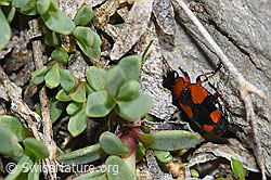 Lebia cruxminor (06.2021, F183420)