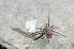 Mitopus morio (06.2021, F183448)