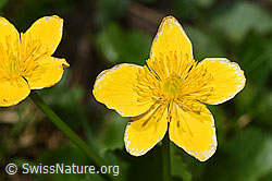 Sumpf-Dotterblume (Caltha palustris) (F183452)