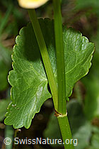 Sumpf-Dotterblume (Caltha palustris) (F183453)