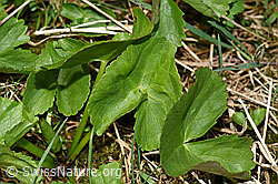 Sumpf-Dotterblume (Caltha palustris) (F183454)