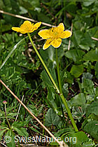 Sumpf-Dotterblume (Caltha palustris) (F183455)