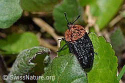 Oiceoptoma thoracicum (F183462)