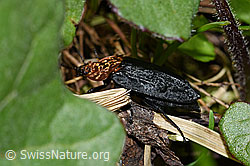 Oiceoptoma thoracicum (06.2021, F183464)