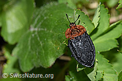 Oiceoptoma thoracicum (F183468)