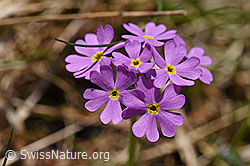 Primula farinosa (06.2021, F183478)