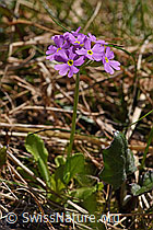 Primula farinosa (06.2021, F183480)