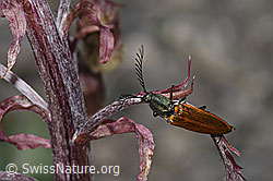 Ctenicera virens (Kammhorn-Schnellkäfer) an Alpen-Pestwurz (Petasites paradoxus)