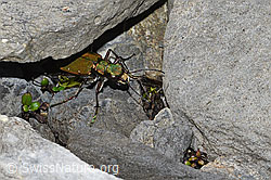 Feld-Sandlaufkäfer (Cicindela campestris) (F183487)