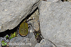 Feld-Sandlaufkäfer (Cicindela campestris) (F183489)