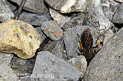 Andrena tibialis (06.2021, F183496)