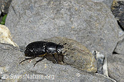 Grosser Dungkäfer (Aphodius fossor) (F183498)