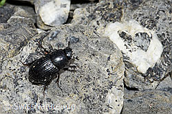 Grosser Dungkäfer (Aphodius fossor) (F183499)