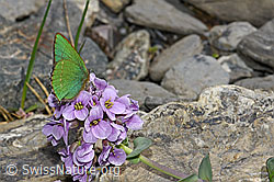 Brombeer-Zipfelfalter (Callophrys rubi) auf Kriechendem Täschelkraut (Thlaspi rotundifolium) (F183513)