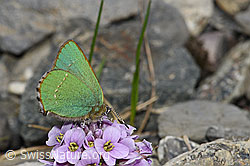 Brombeer-Zipfelfalter (Callophrys rubi) auf Kriechendem Täschelkraut (Thlaspi rotundifolium) (F183516)