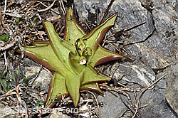 F183526: Alpen-Fettblatt (Pinguicula alpina)