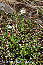 Arabis subcoriacea (F183528)