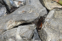 Sand-Blutbiene (Sphecodes pellucidus) (F183530)