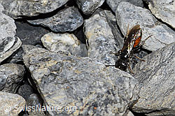 Sand-Blutbiene (Sphecodes pellucidus) (F183532)