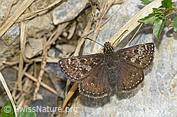 Dunkler Dickkopffalter (Erynnis tages) (F183565)