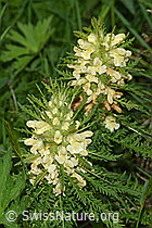 F183570: Blattreiches Läusekraut (Pedicularis foliosa)